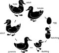 Black silhouette of life cycle of bird. Stages of development of wild duck mallard from egg to duckling and adult bird Royalty Free Stock Photo